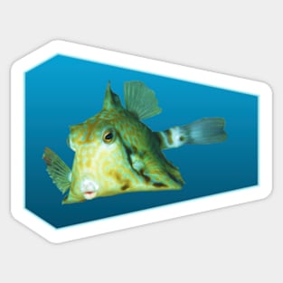 Boxfish | Floating Fish on a blue background | Sticker